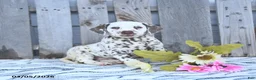 Dalmatian dogs for sale: Chief - Ad 3