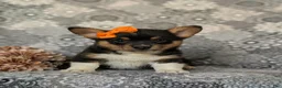 Welsh Corgi Pembroke dogs for sale: Marta AKC Registered - Ad 5