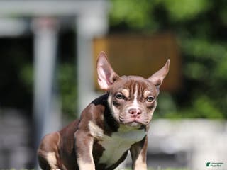 American Bully dogs American Bully Puppy 1 - Ad 5