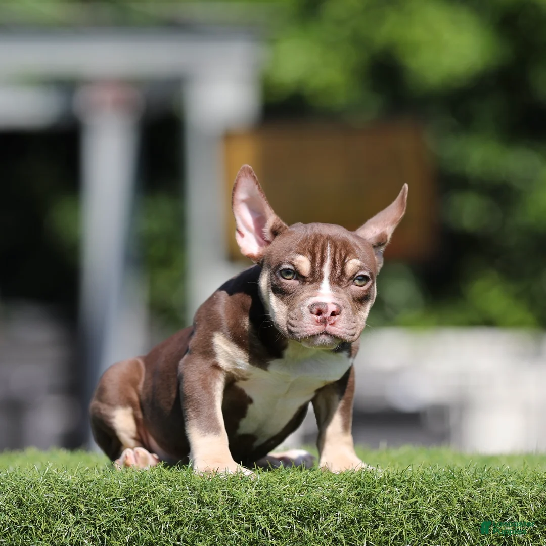American Bully dogs for sale: American Bully Puppy 1 - Ad 1