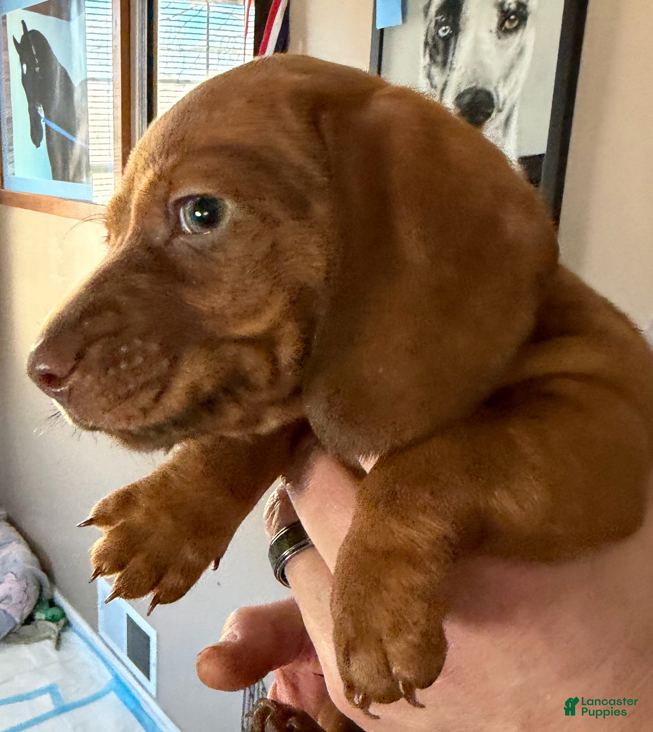 Dachshund dogs AVI - Ad 42