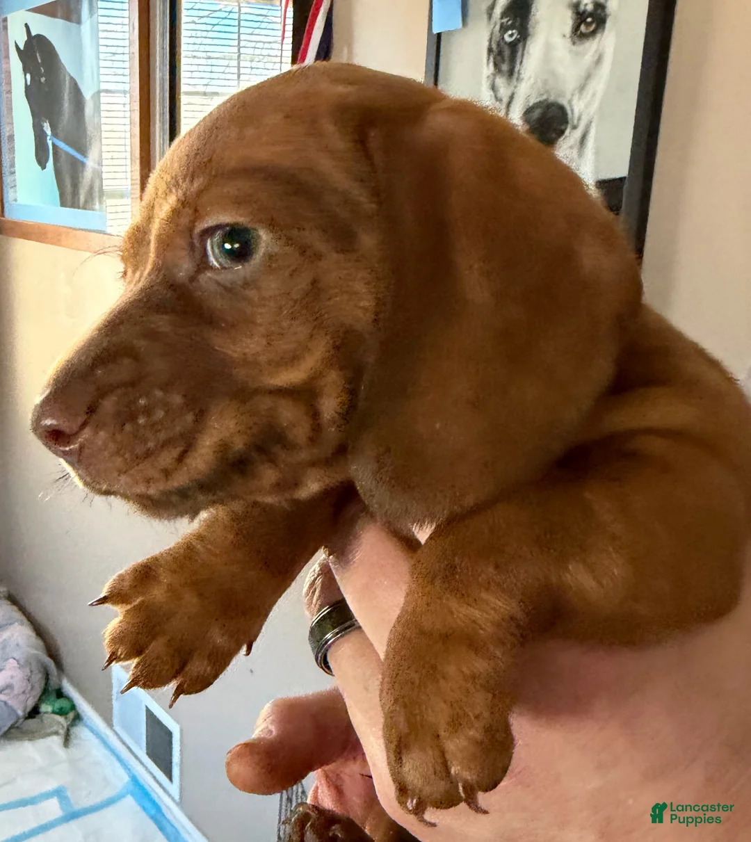 Dachshund dogs for sale: AVI - Ad 2