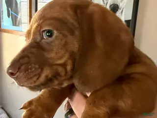 Dachshund dogs AVI - Ad 42