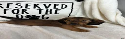 Dachshund dogs for sale: Dalton - Ad 4
