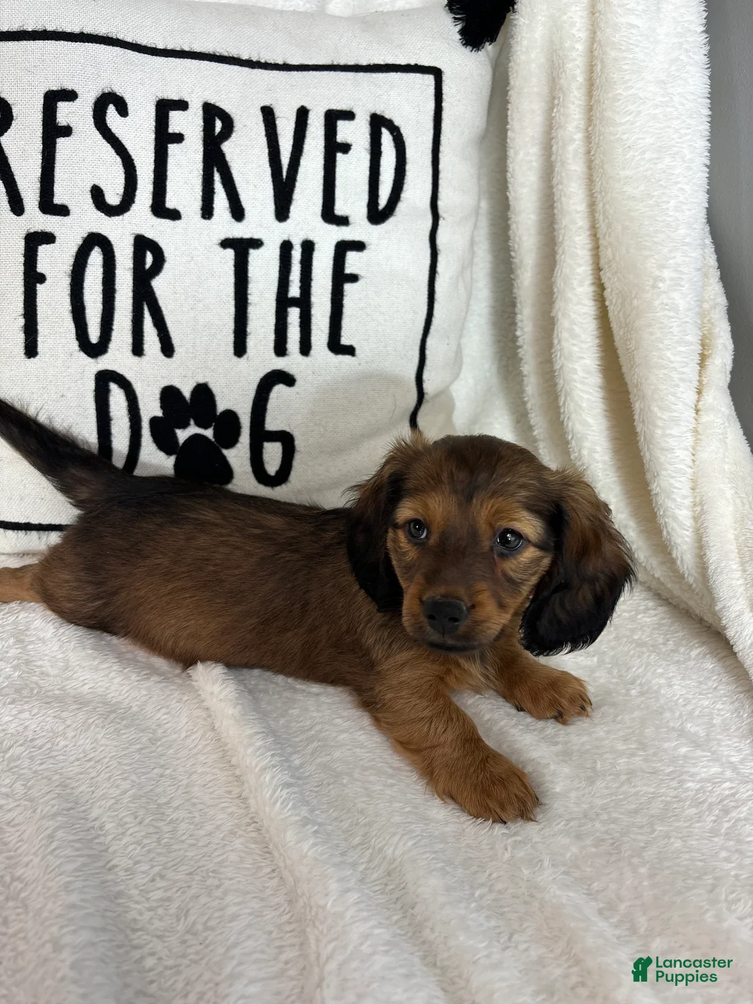 Dachshund dogs for sale: Dalton - Ad 4