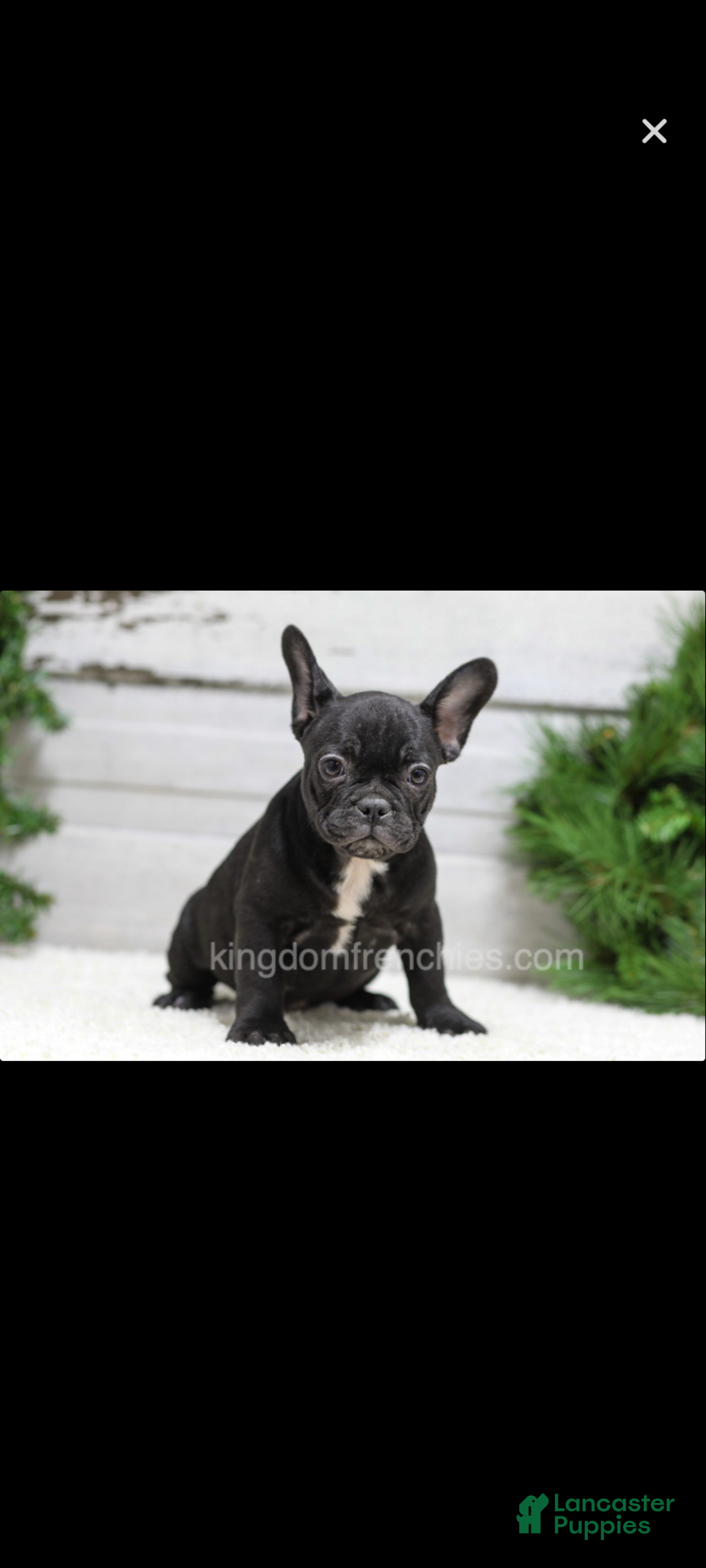 French Bulldog dogs for sale: Casper - Ad 2