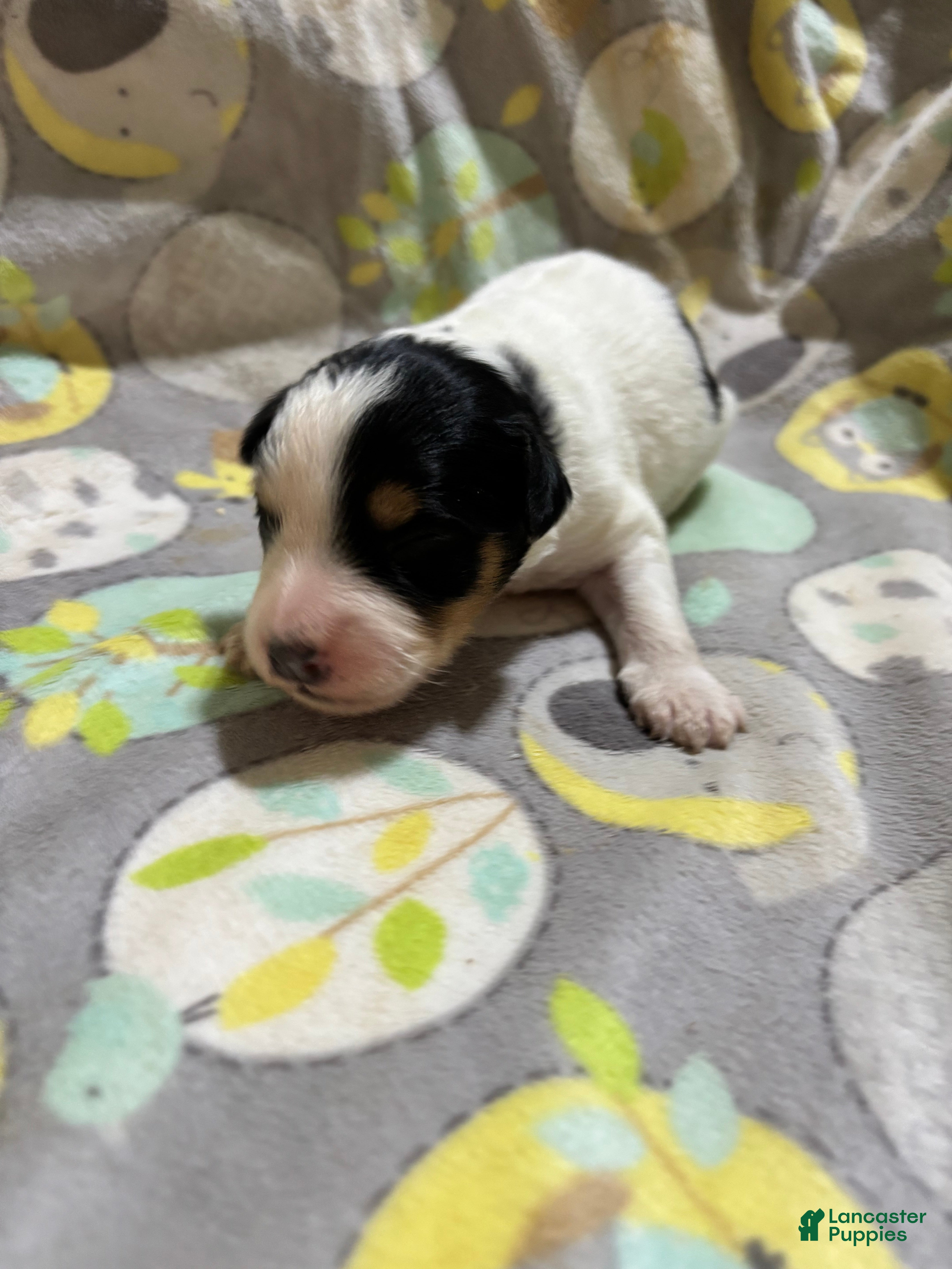 Mini Aussiedoodle dogs Snickers - Ad 1
