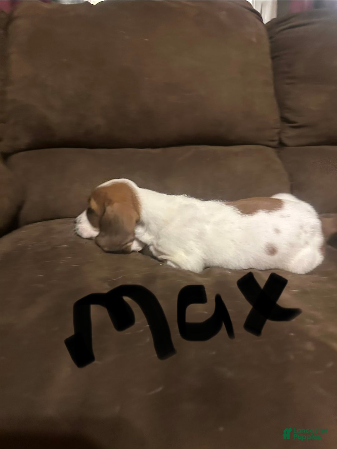 Basset Hound dogs for sale: Max - Ad 3