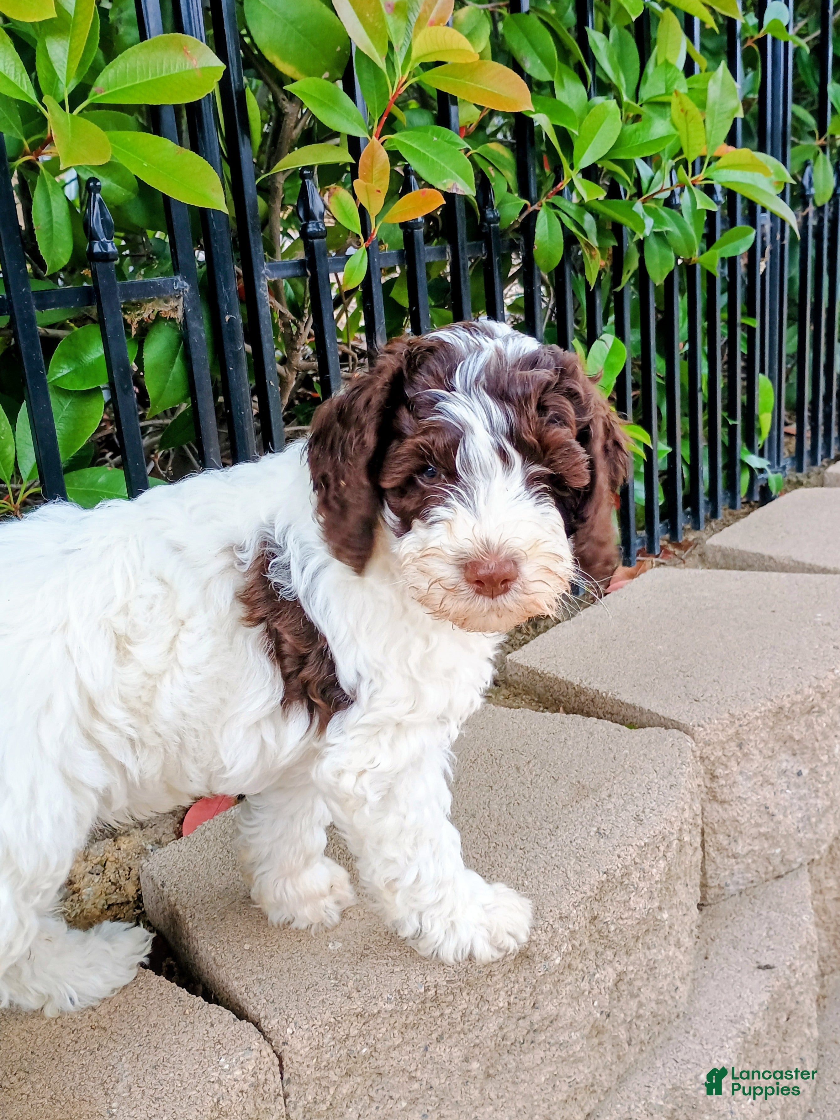 Australian Labradoodle dogs Australian Labradoodle Puppy 4 - Ad 2