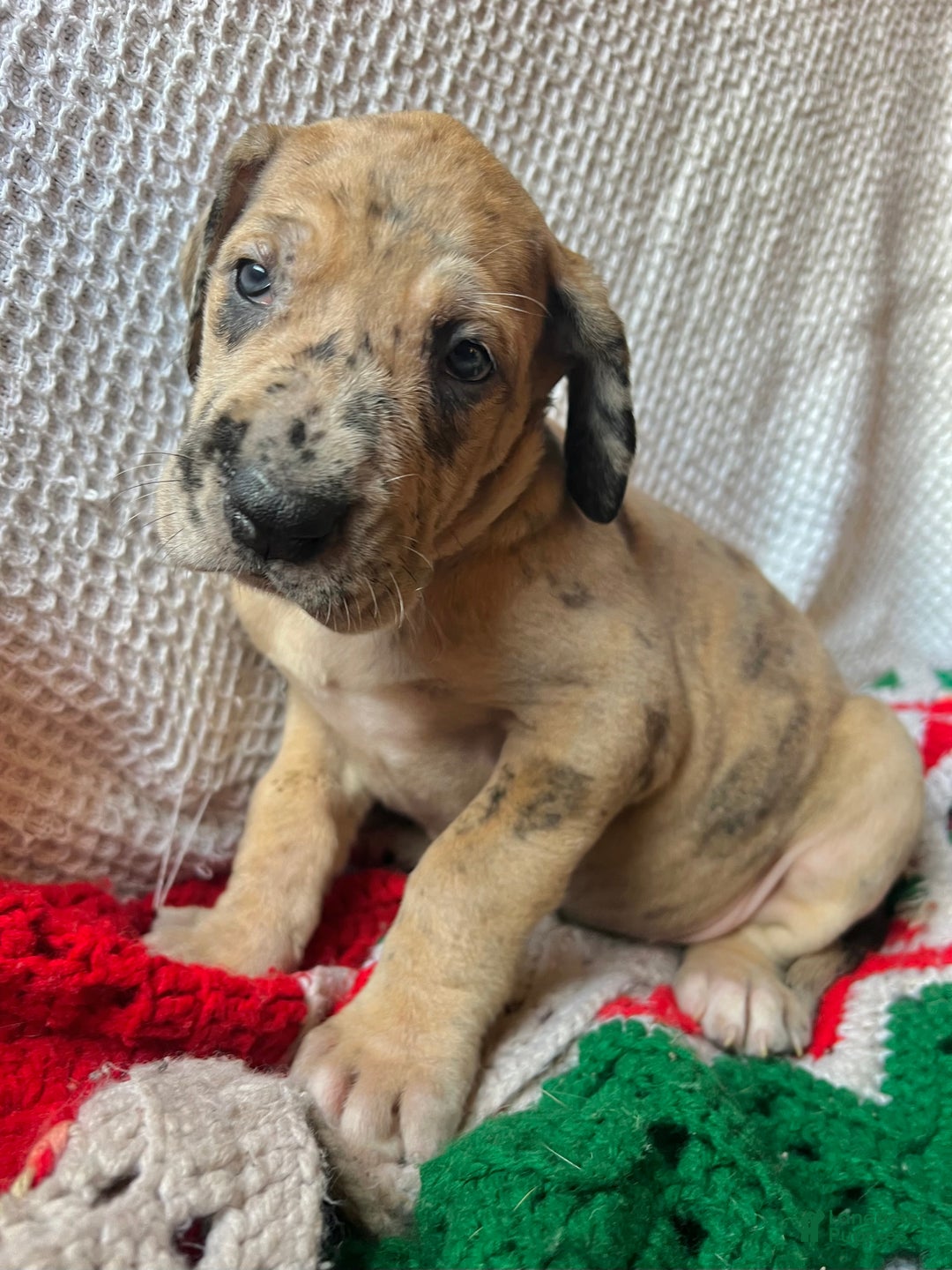 Great Dane dogs for sale: Figgy - Ad 2