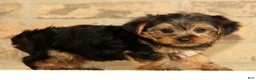 Yorkshire Terrier dogs for sale: Ally - Ad 3