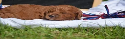 Mini Goldendoodle dogs for sale: Duffy Mini Goldendoodle 3 - Ad 2