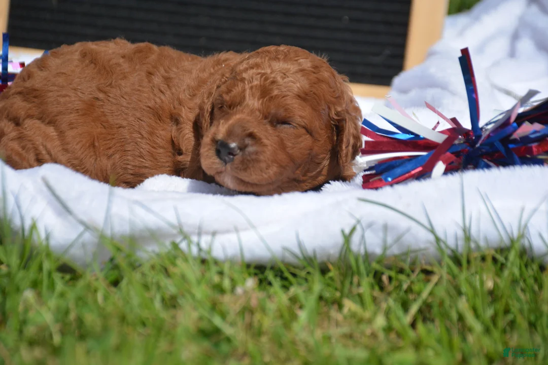 Mini Goldendoodle dogs for sale: Duffy Mini Goldendoodle 3 - Ad 2