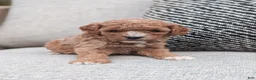 Bichpoo dogs for sale: Teddy  - Ad 8