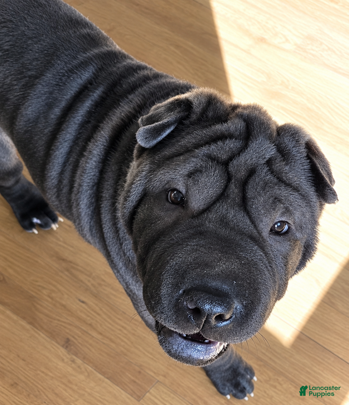 Shar Pei dogs for sale: Spider  - Ad 1