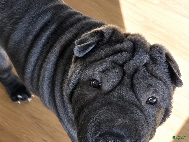 Shar Pei dogs for sale: Spider - Ad 1