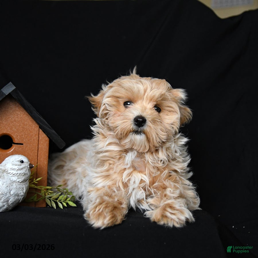 Maltipoo dogs Macie - Ad 1