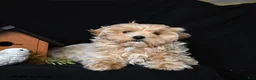Maltipoo dogs for sale: Macie - Ad 1