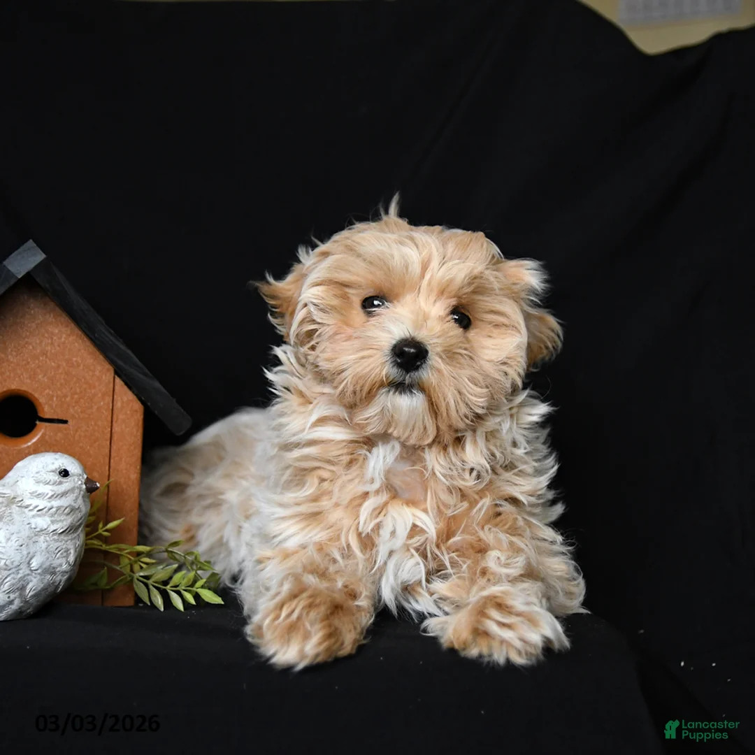 Maltipoo dogs for sale: Macie - Ad 1