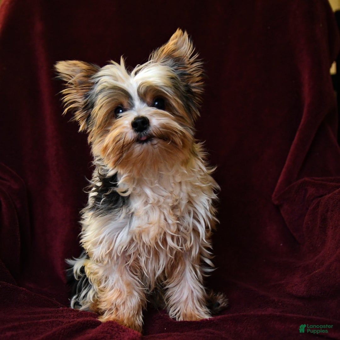 Yorkshire Terrier dogs for sale: Cutie - Ad 2