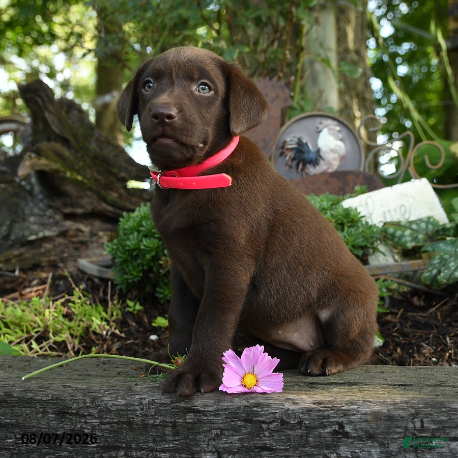 Labrador Retriever dogs Trixie - Ad 1