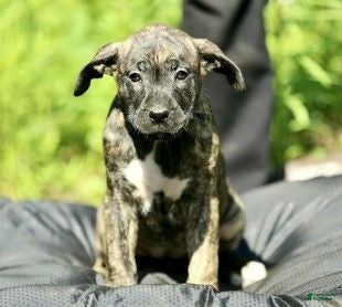 Mixed Breed dogs Mixed Breed 12 - Ad 1