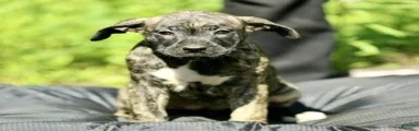 Mixed Breed 12