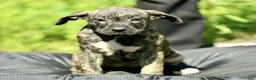 Mixed Breed dogs for sale: Mixed Breed 12 - Ad 1
