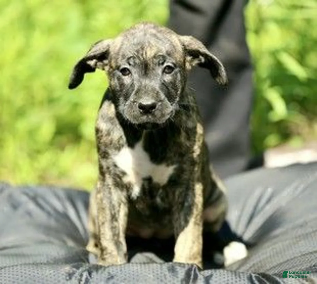 Mixed Breed dogs for sale: Mixed Breed 12 - Ad 1