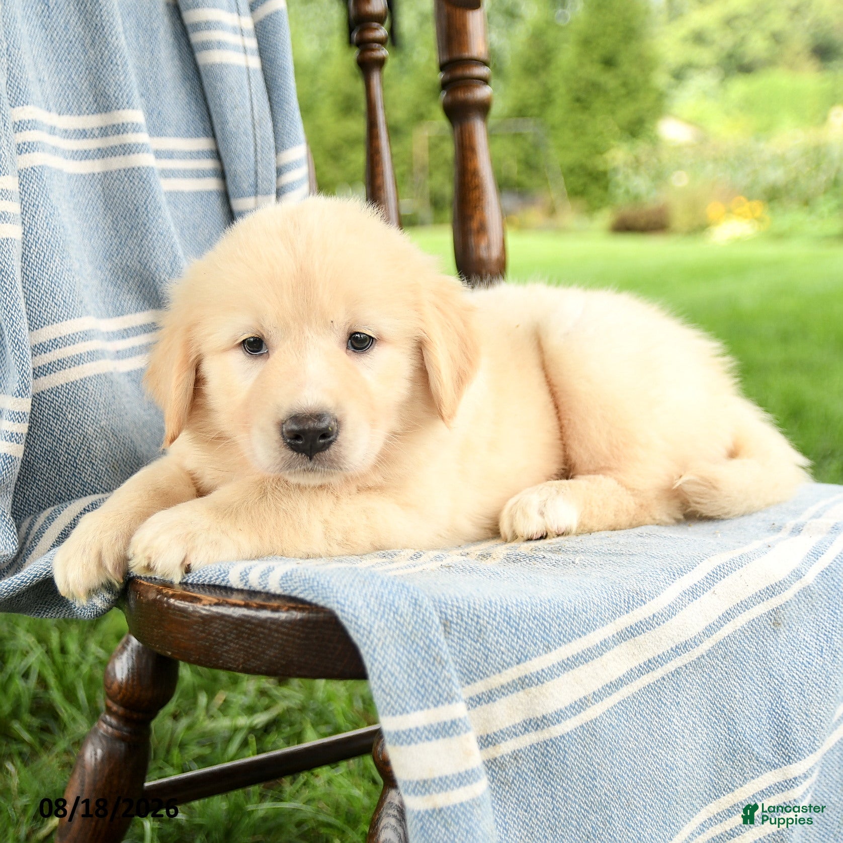 Mixed Breed dogs Carly - Ad 2