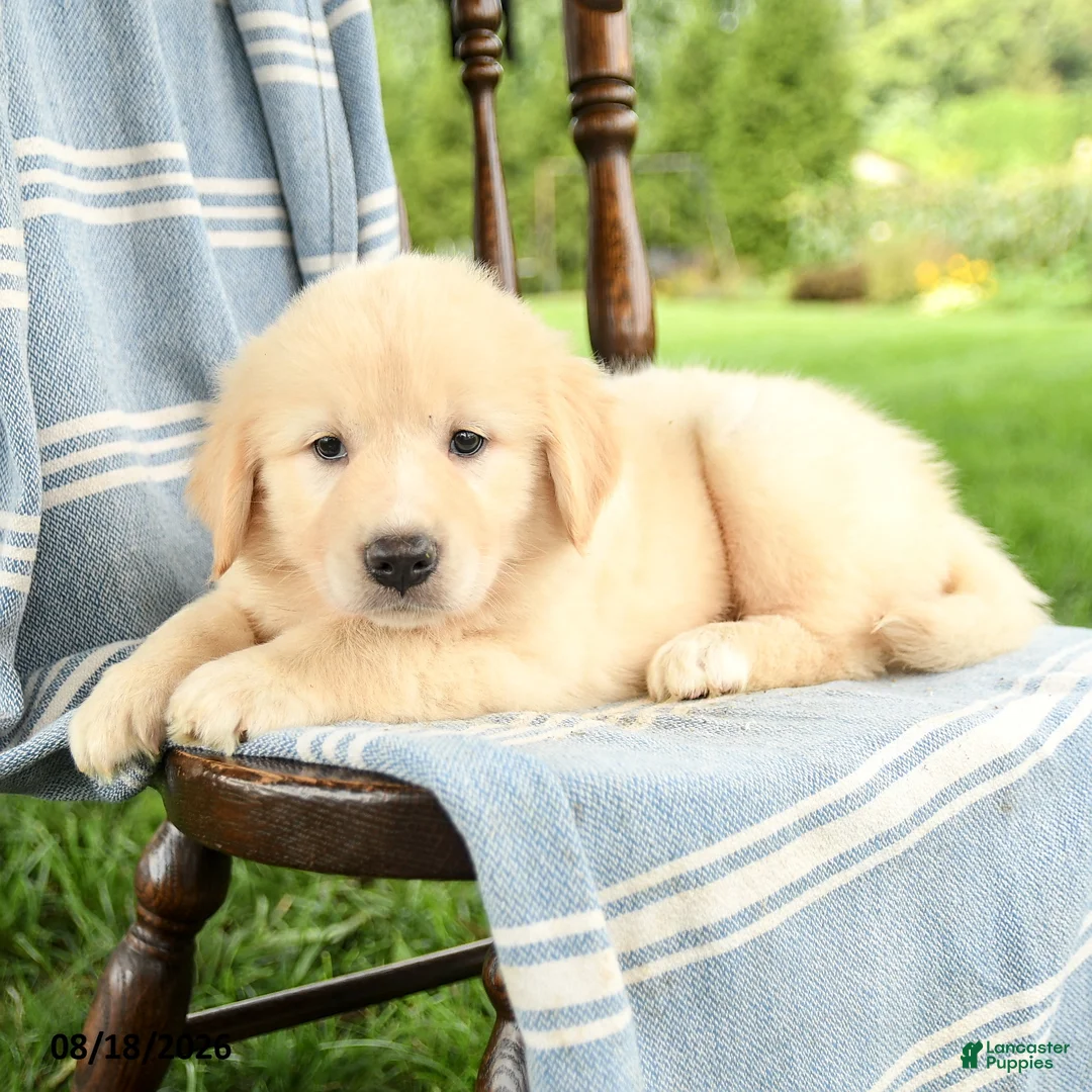 Mixed Breed dogs for sale: Carly - Ad 2