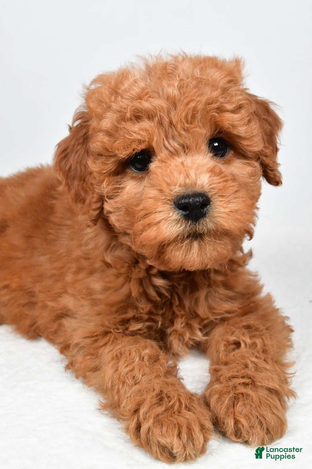 Mini Goldendoodle dogs for sale: Maisie - Ad 12