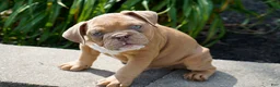 English Bulldog dogs for sale: Gucci Male  - Ad 4