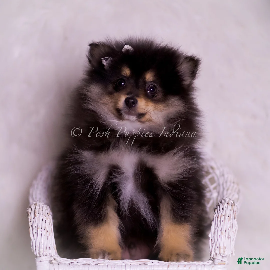 Pomeranian dogs for sale: Buzzie - Ad 3