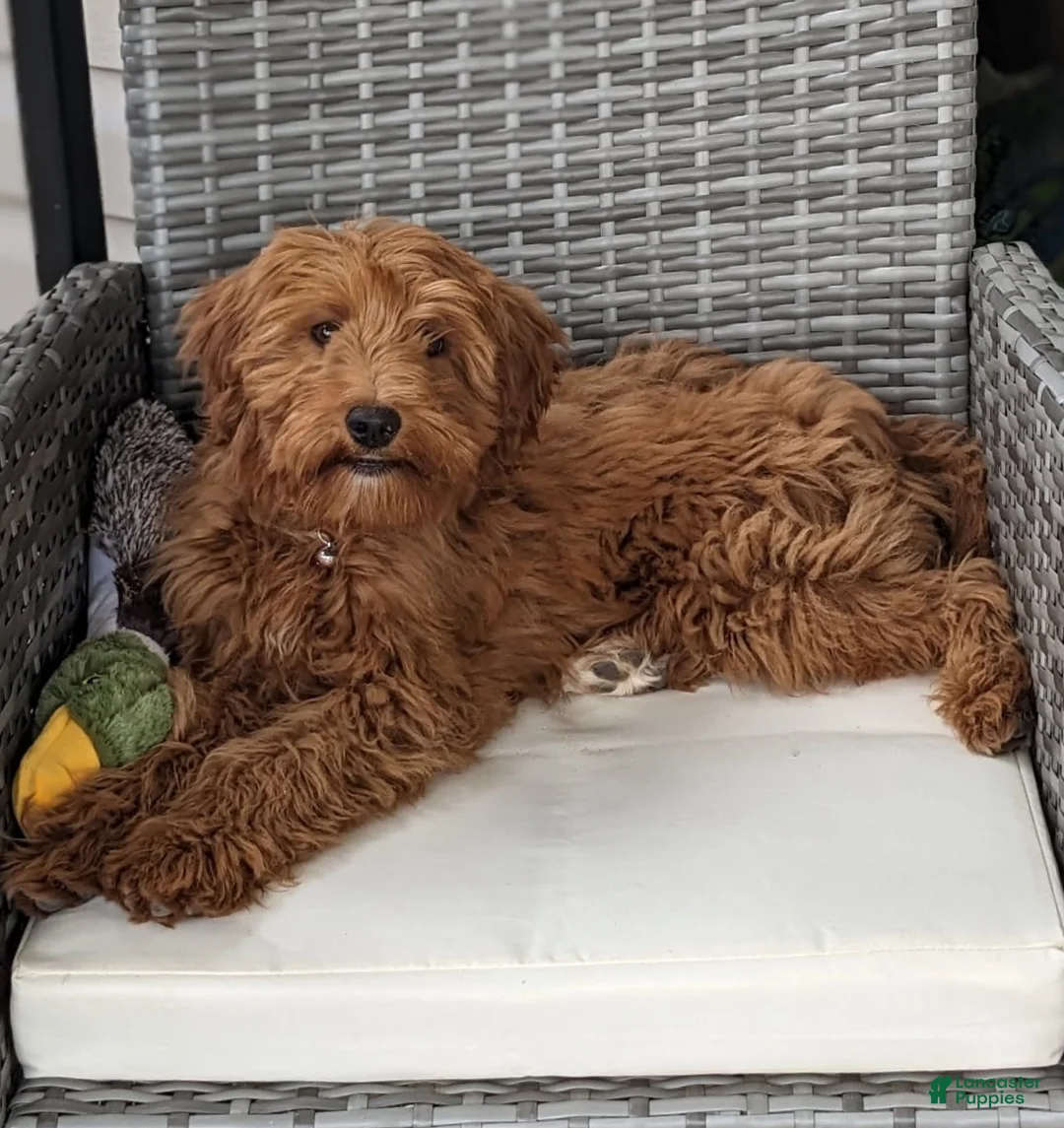 Mini Goldendoodle dogs for sale: Molly - Ad 1