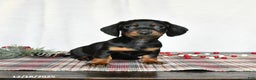 Miniature Dachshund dogs for sale: Sage - Ad 2