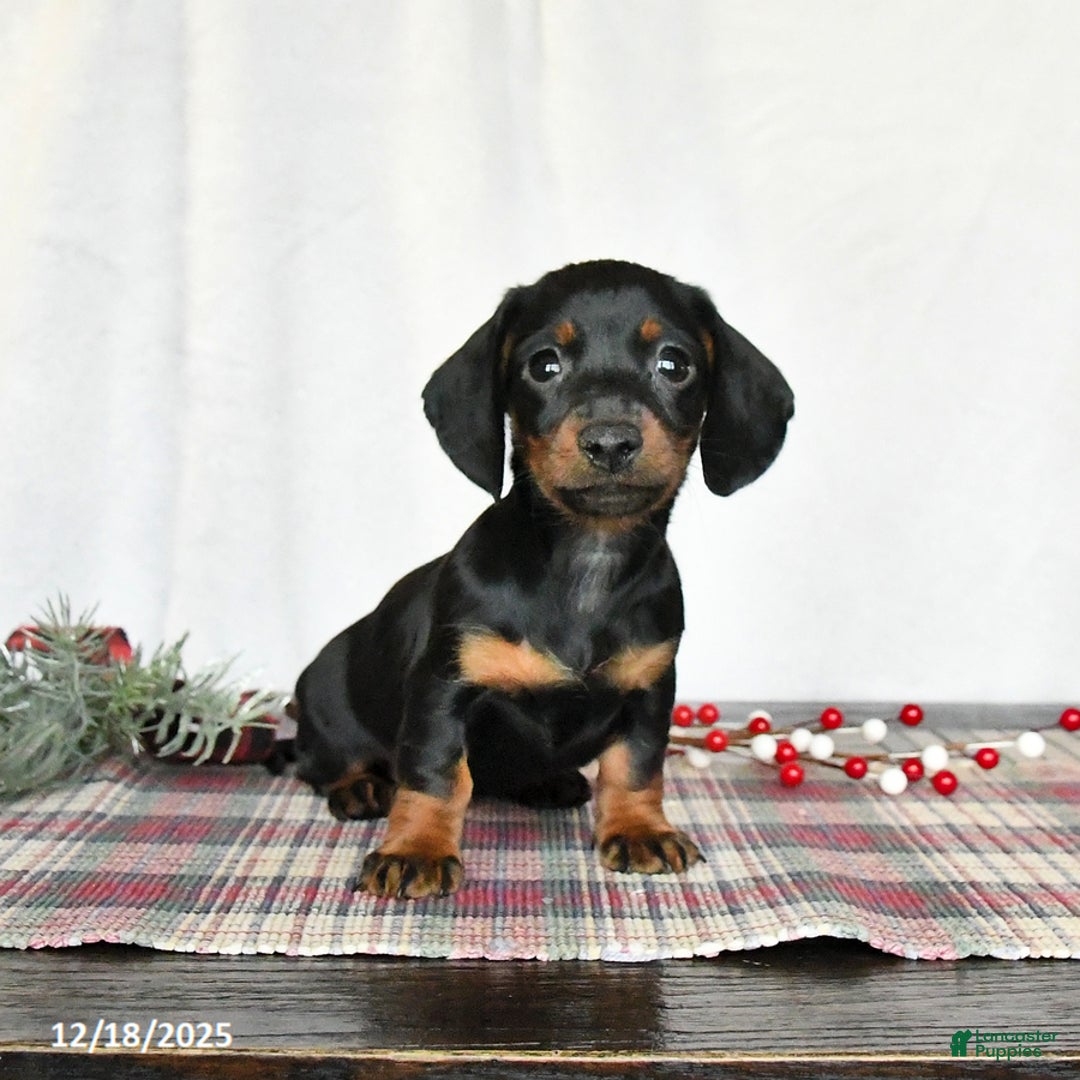 Miniature Dachshund dogs for sale: Sage - Ad 2