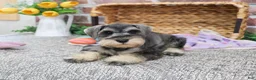 Miniature Schnauzer dogs for sale: Maria  - Ad 3