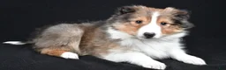 Shetland Sheepdog dogs for sale: Maggie - Ad 10
