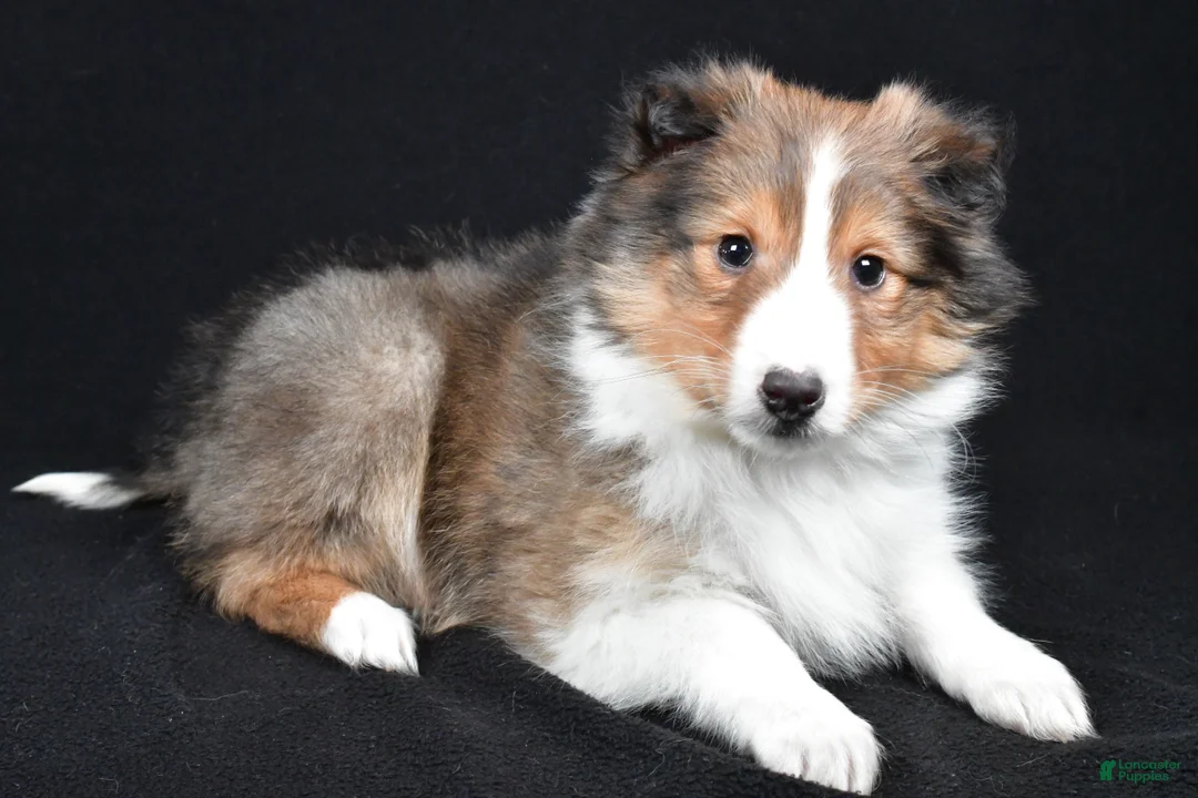 Shetland Sheepdog dogs for sale: Maggie - Ad 10