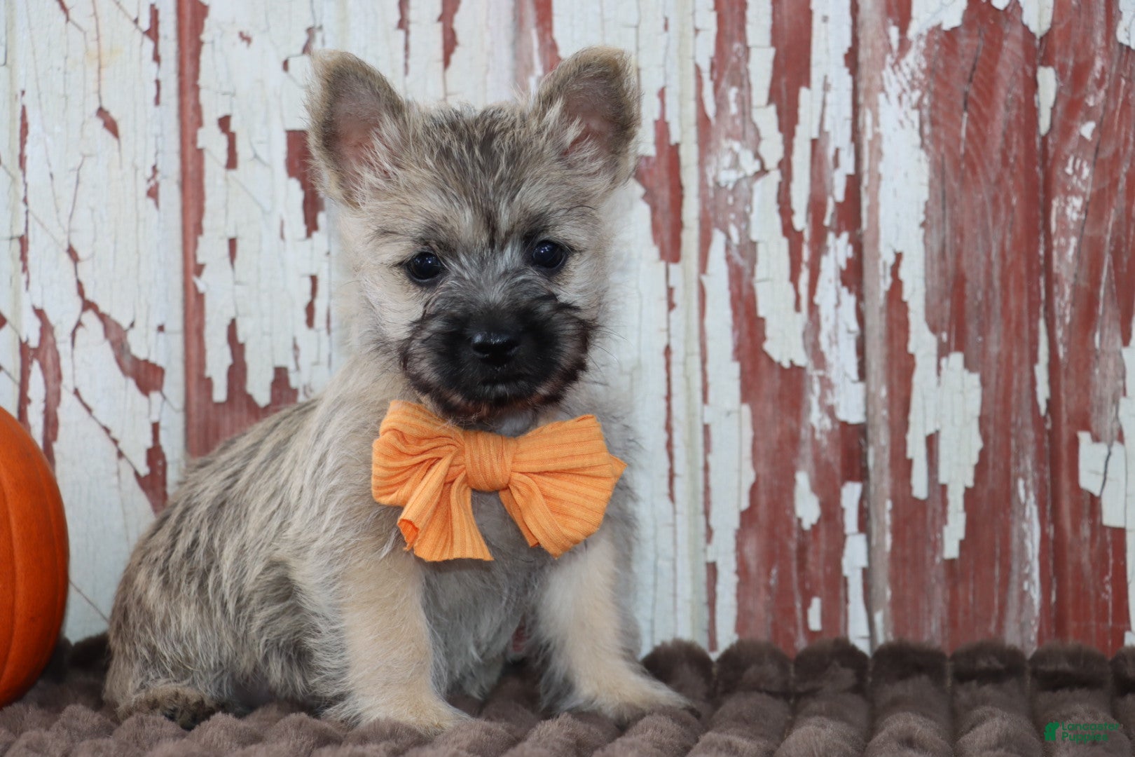 Cairn Terrier dogs Caspian - Ad 1