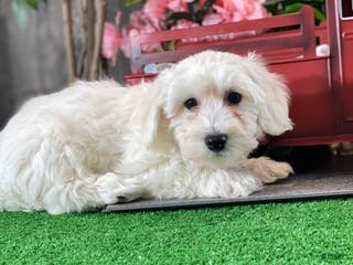 Bichon Frise dogs Benny - Ad 13