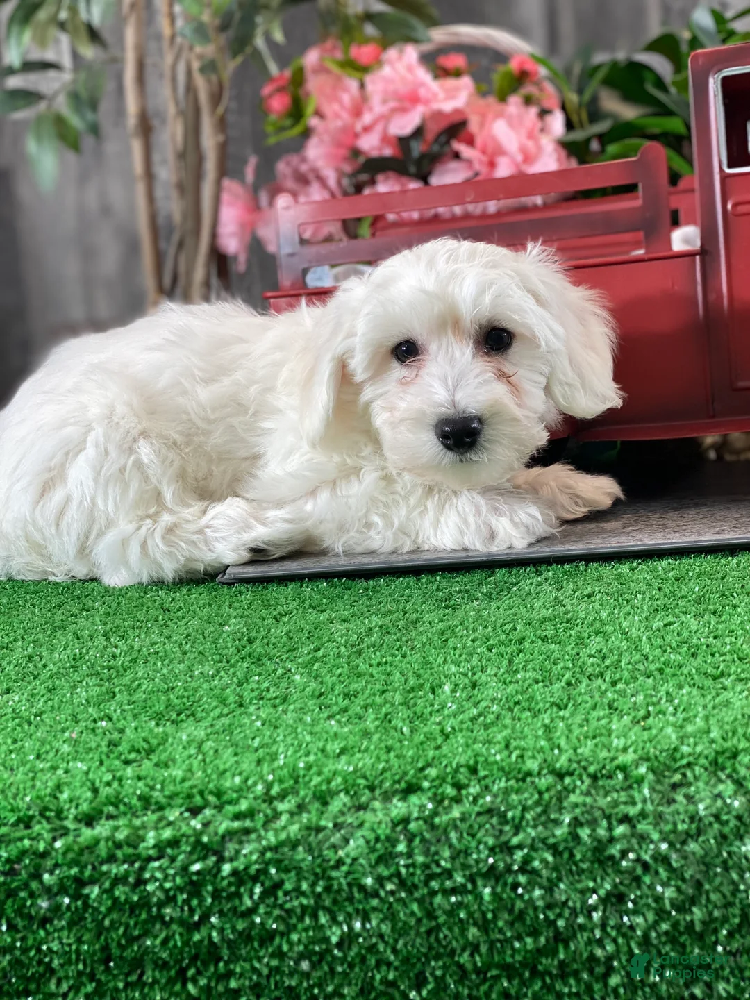 Bichon Frise dogs for sale: Benny - Ad 1