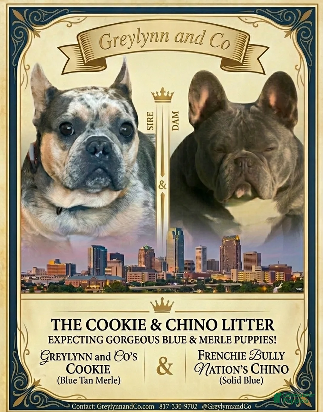 French Bulldog dogs for sale: Guava Blue AKC Female Frenchie - Ad 5