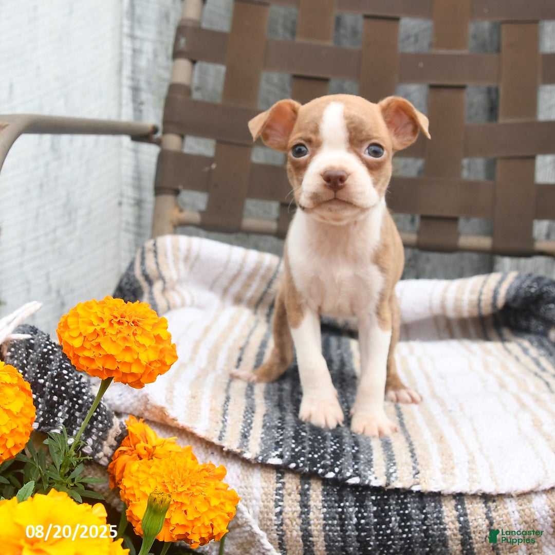 Boston Terrier dogs for sale: Chloe - Ad 5