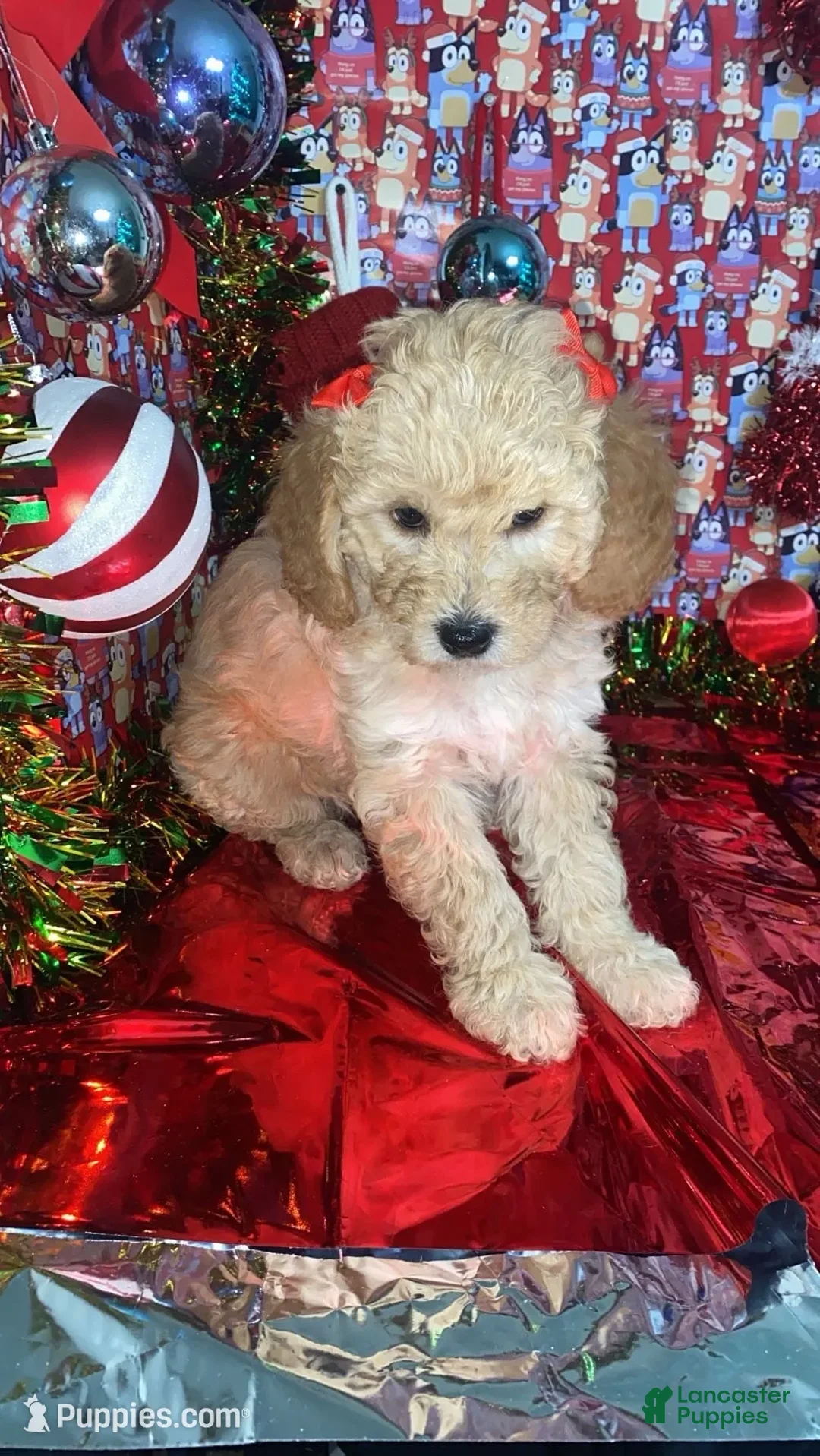 Mini Goldendoodle dogs for sale: Shadow - Ad 6
