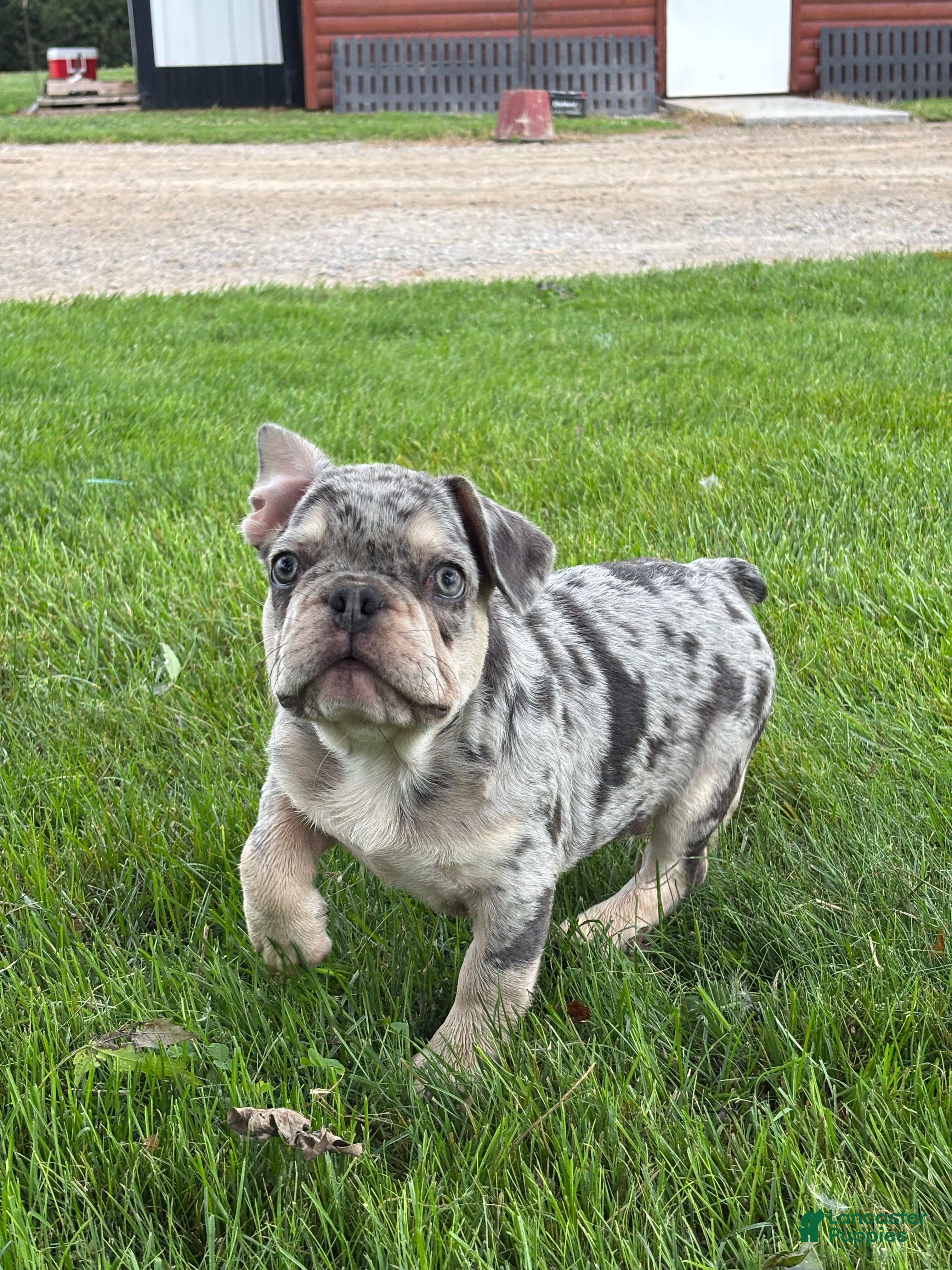 French Bulldog dogs Oliver - Ad 2