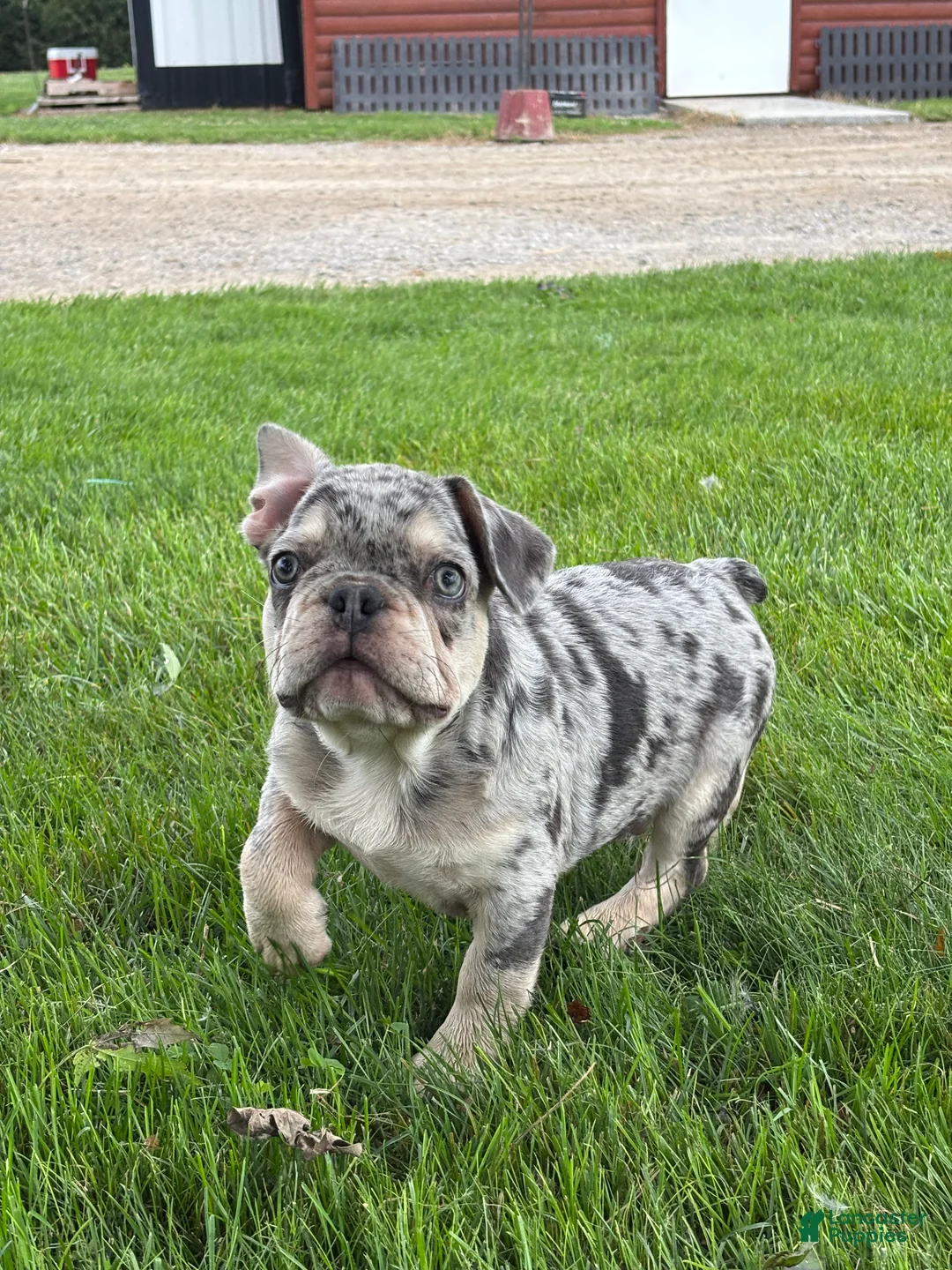 French Bulldog dogs for sale: Oliver - Ad 2