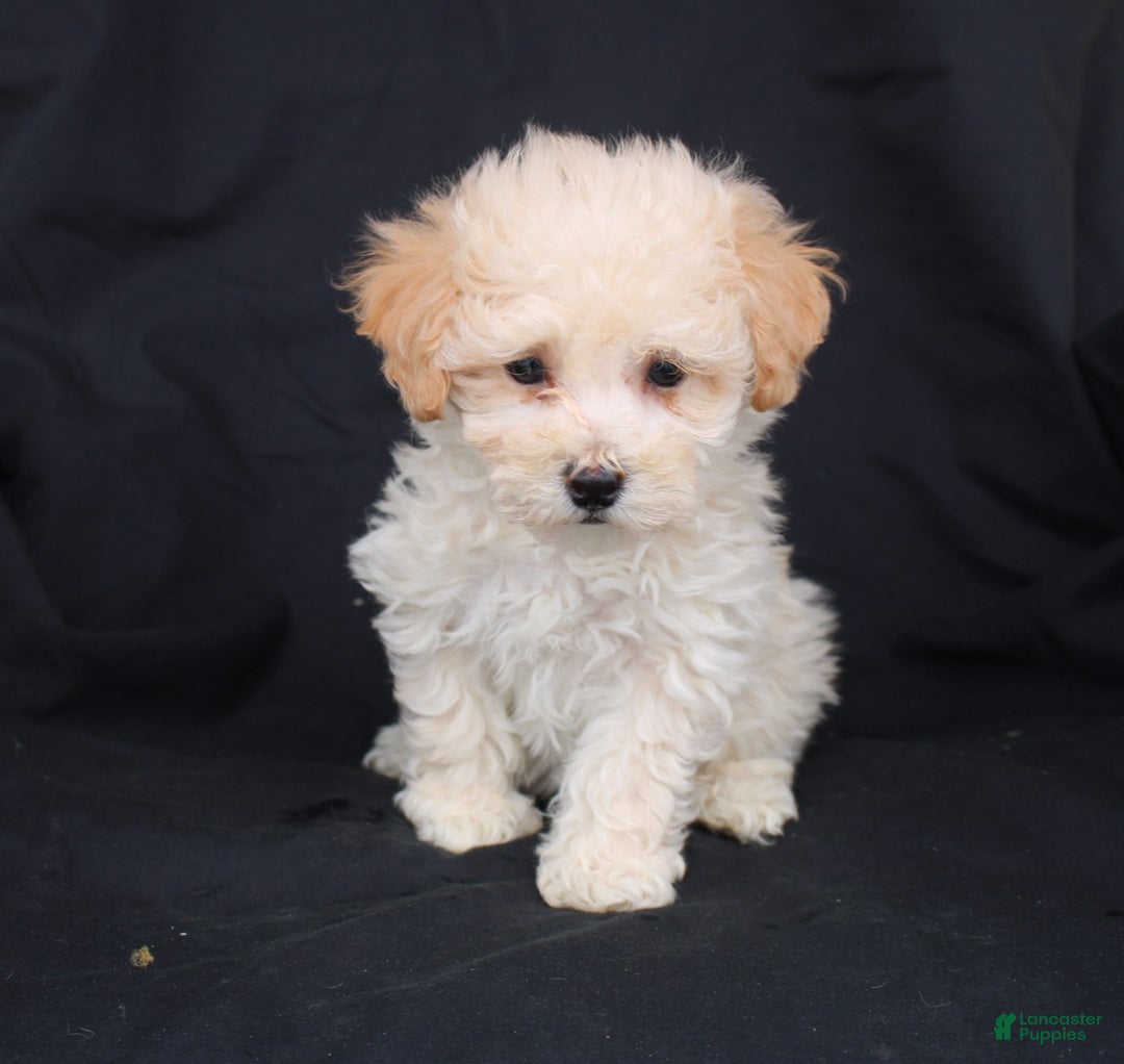 Bichpoo dogs for sale: Peanut - Ad 2