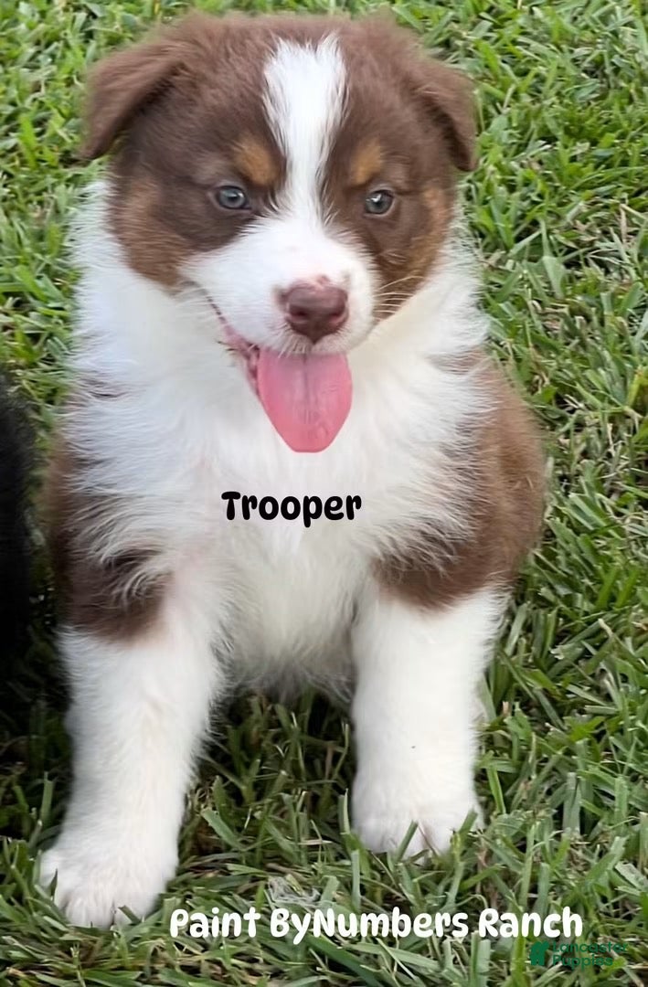 Australian Shepherd dogs Trooper - Ad 13